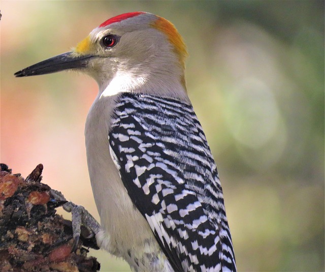 A Woodpecker Brings a Life Lesson
